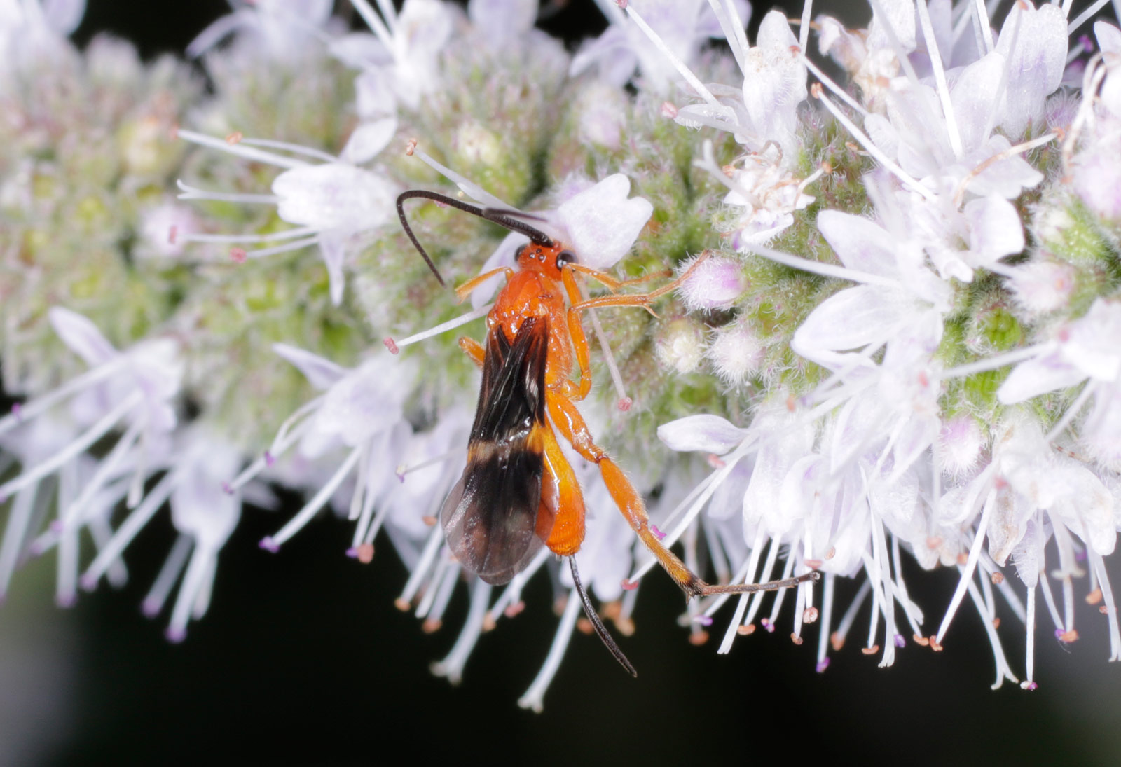 Cremnops desertor (Braconidae)